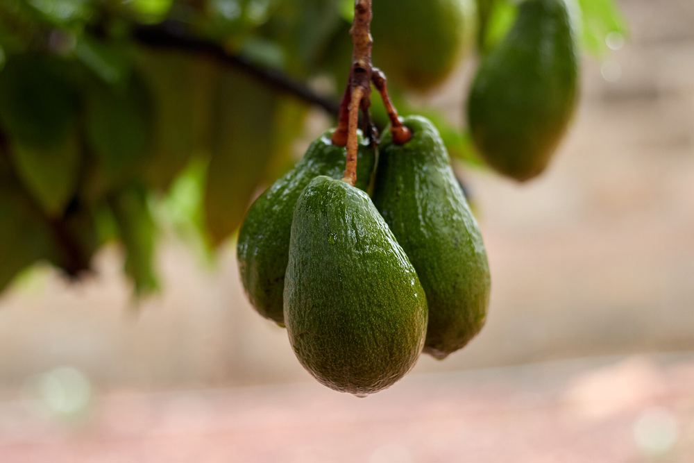 Brogdon Avocado (Persea americana 'Brogdon')