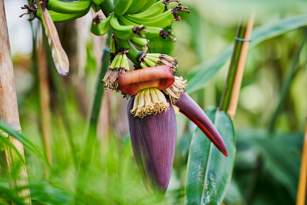 Ice Cream Banana (Musa acuminata x balbisiana 'Blue Java')