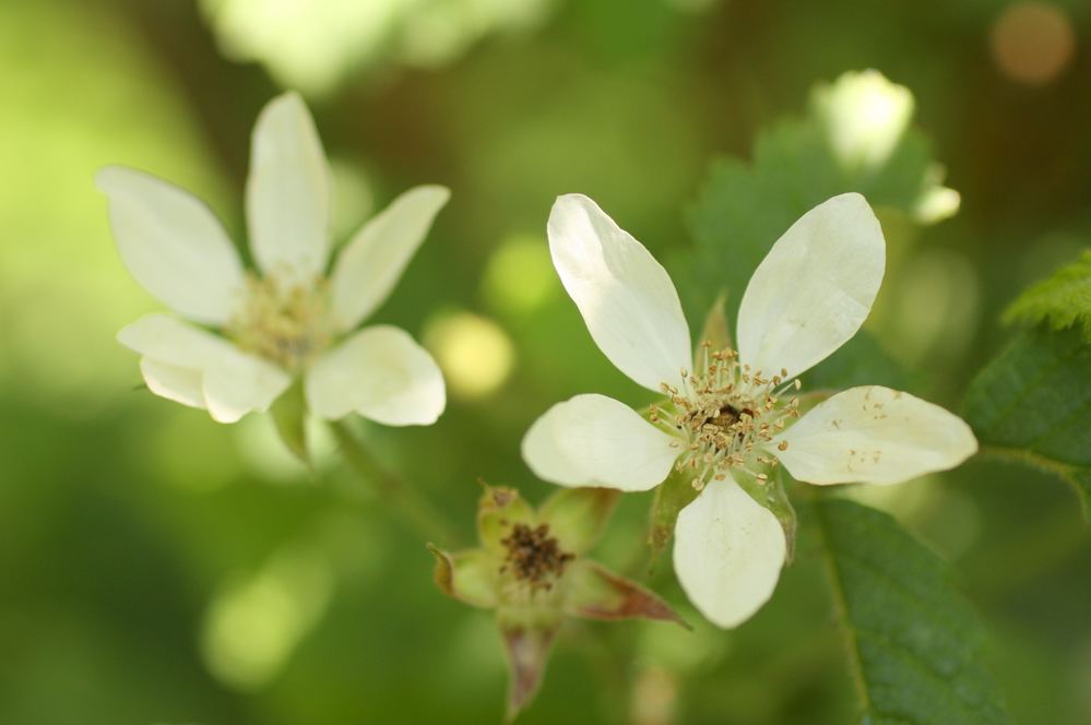 Prime-Ark Freedom Blackberry (Rubus 'Prime-Ark Freedom')