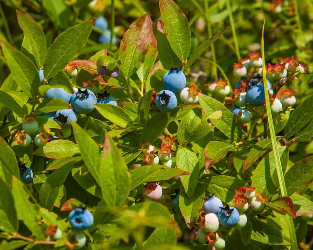 Emerald Blueberry (Vaccinium corymbosum 'Emerald')