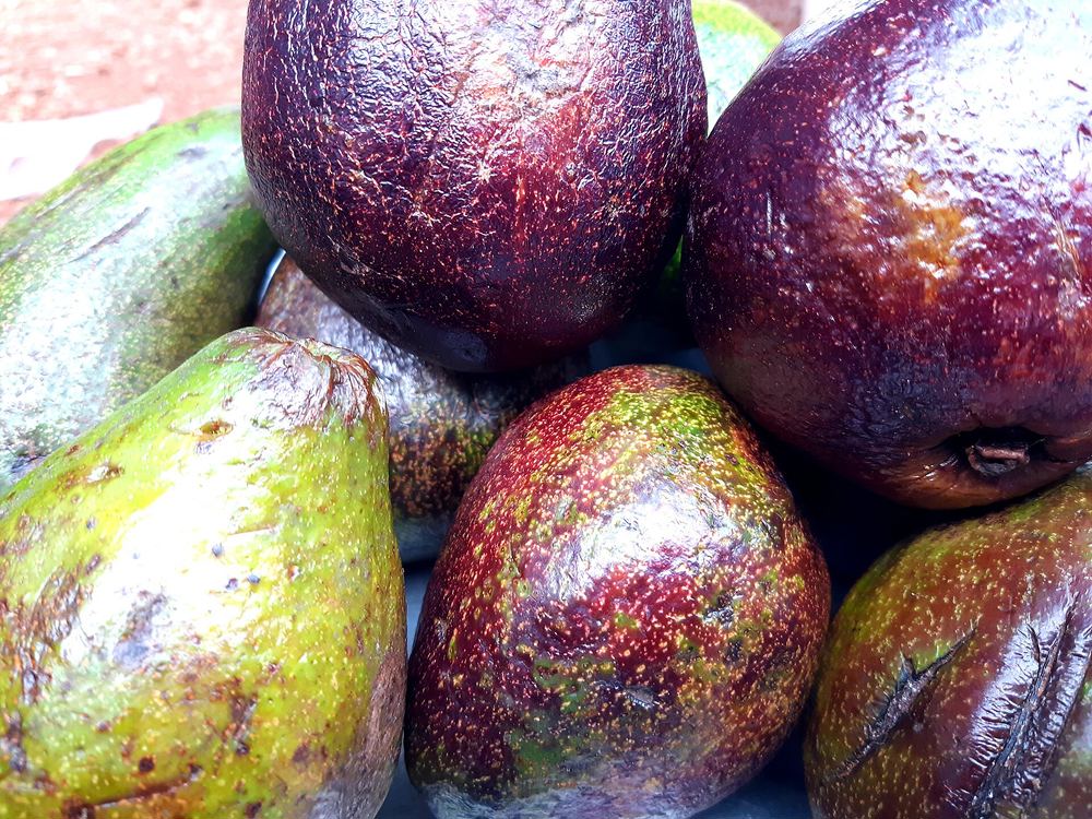Avocado Trees