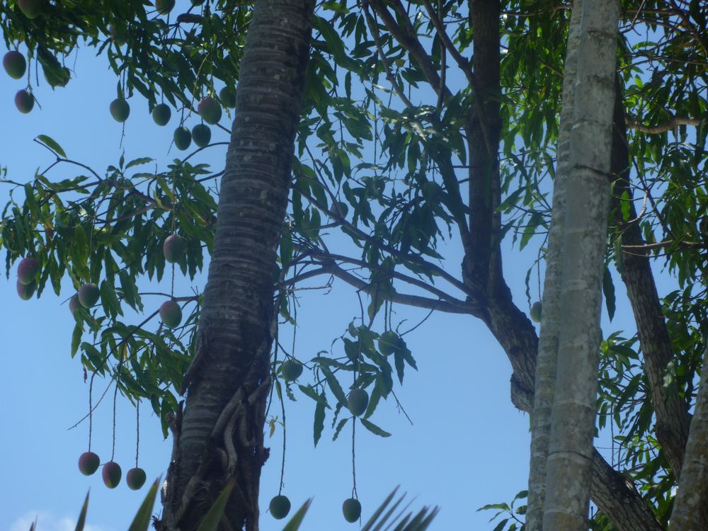Mango Trees