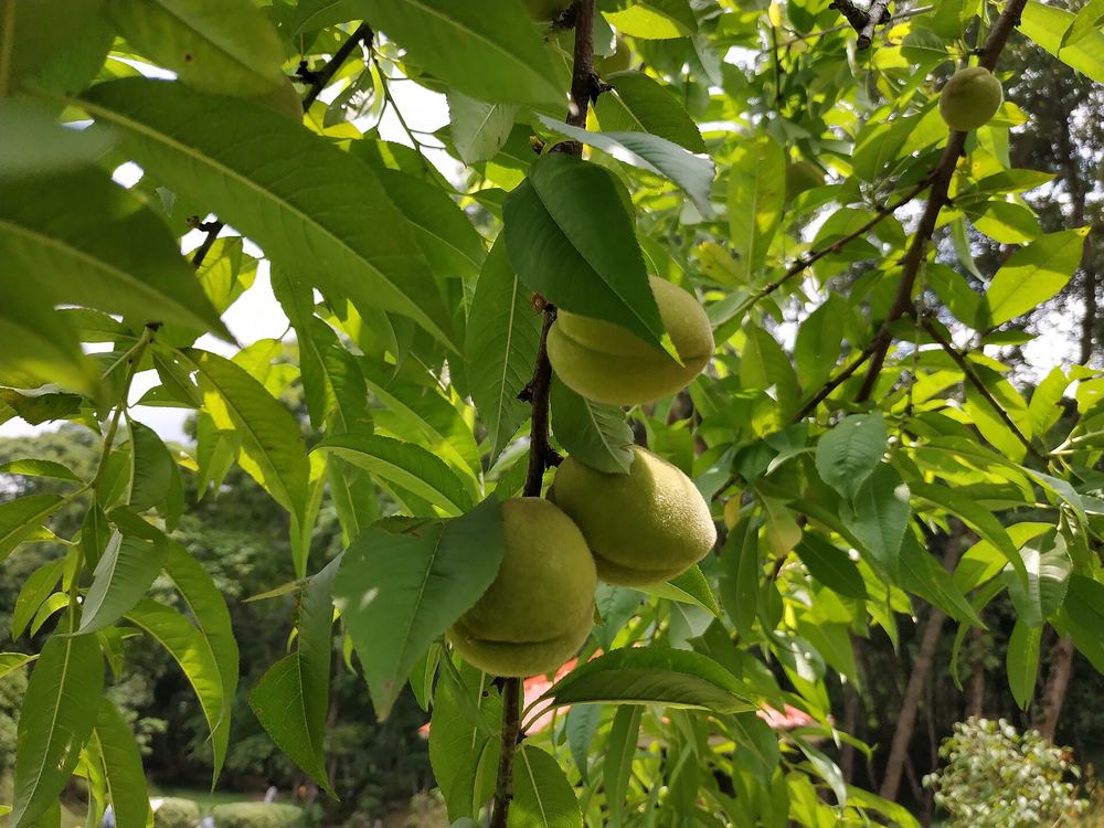 Peaches, Plums and Stone Fruit