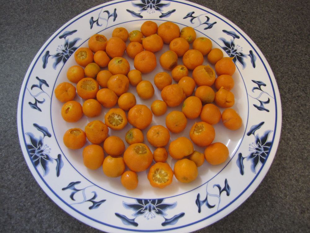 Calamondin (Citrofortunella microcarpa)