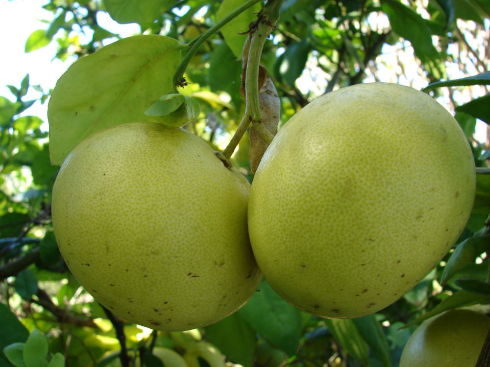 Ruby Red Grapefruit (Citrus x paradisi 'Ruby Red')