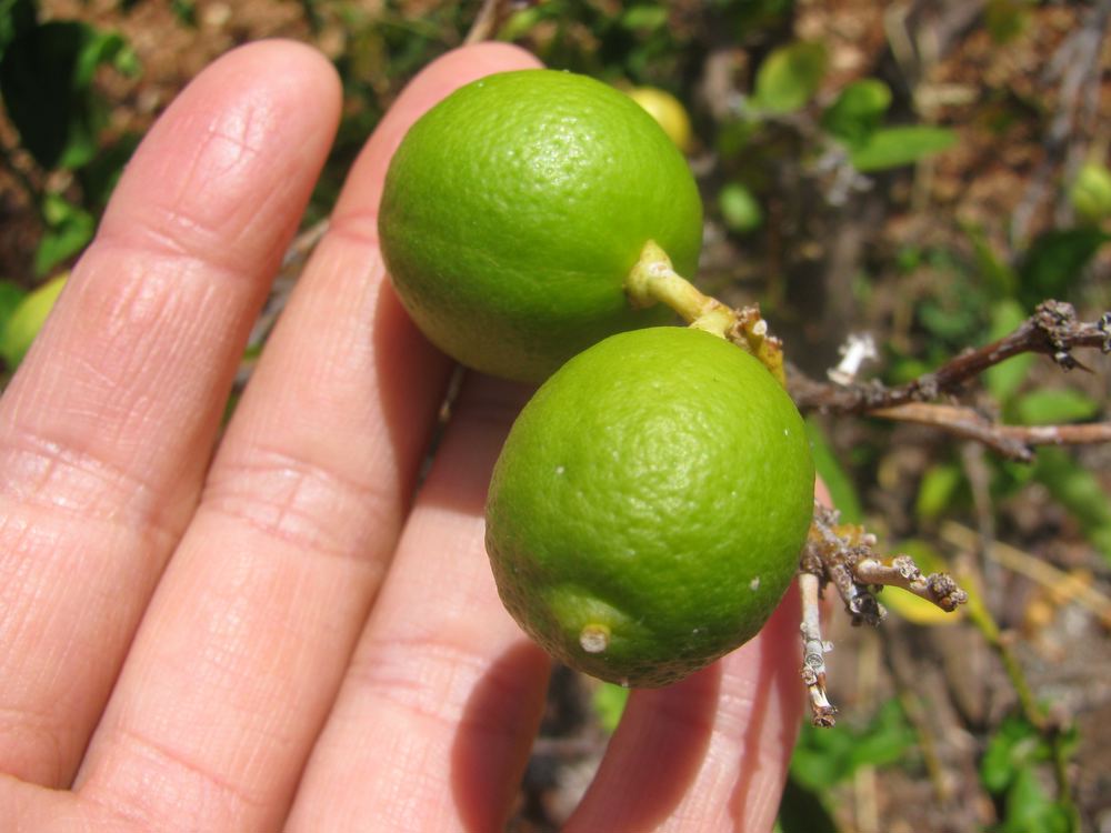 Key Lime (Citrus x aurantiifolia)