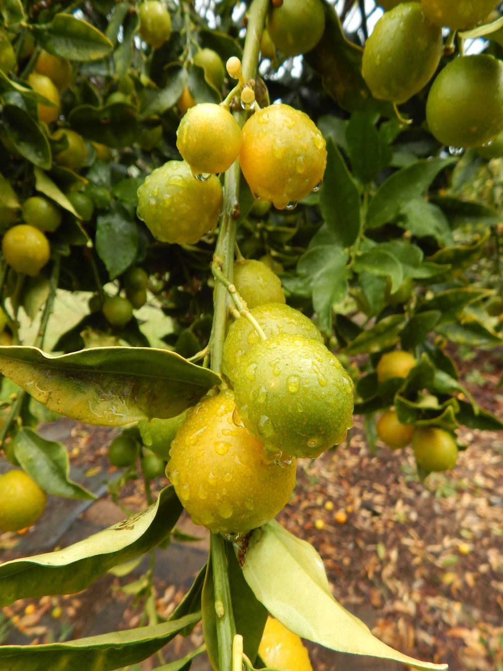 Meiwa Kumquat (Citrus japonica 'Meiwa')