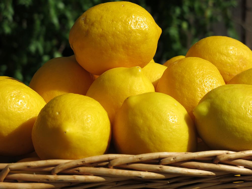 Meyer Lemon (Citrus x meyeri)