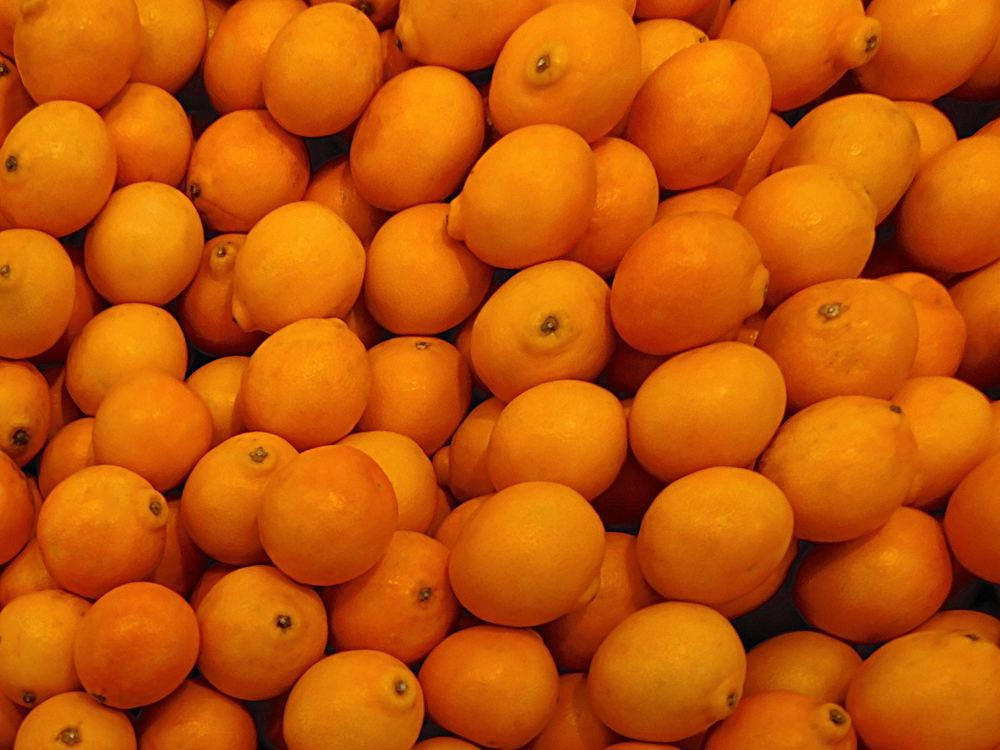Minneola Honeybell Tangelo (Citrus x tangelo 'Minneola')
