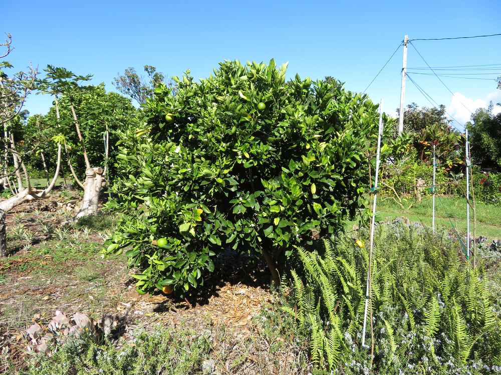 Navel Orange (Citrus sinensis 'Navel')