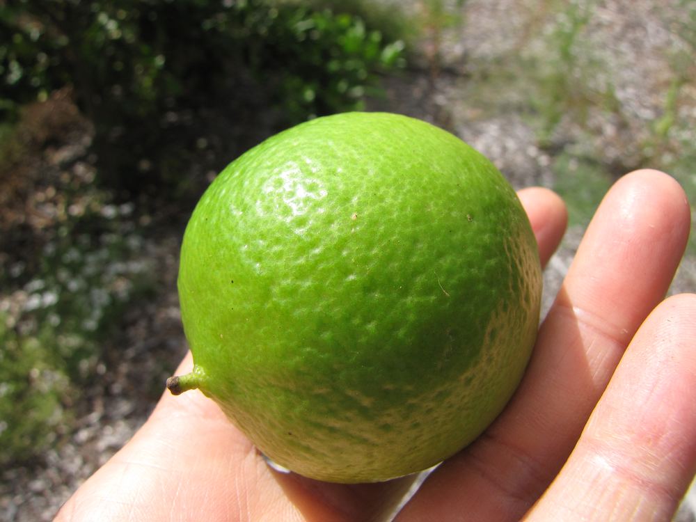 Persian Lime (Citrus x latifolia)