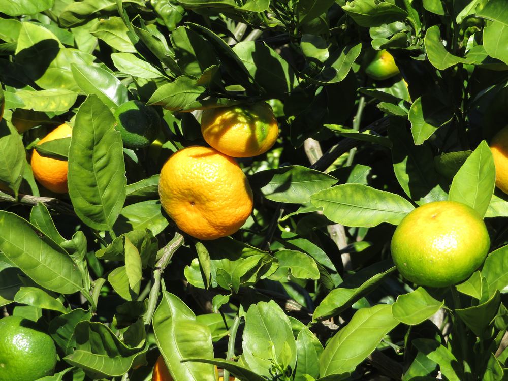 Citrus