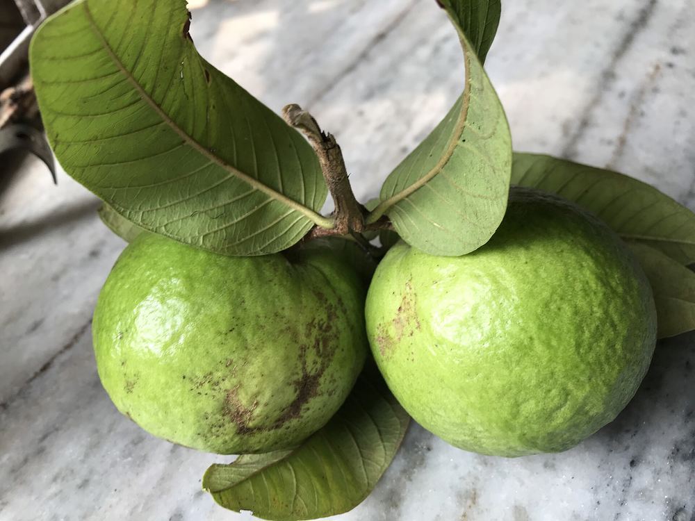 Guava