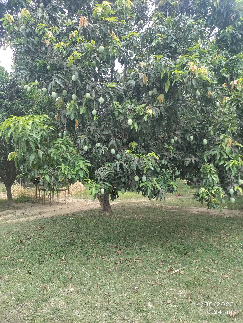 A mango tree carrying fruit