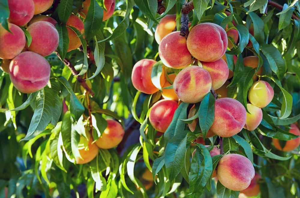 Ripe peaches hanging on the branch in full sun
