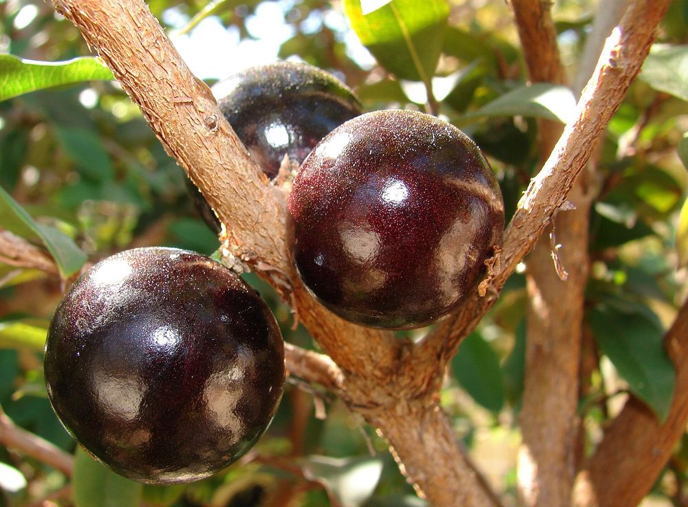 Jaboticaba (Plinia cauliflora)