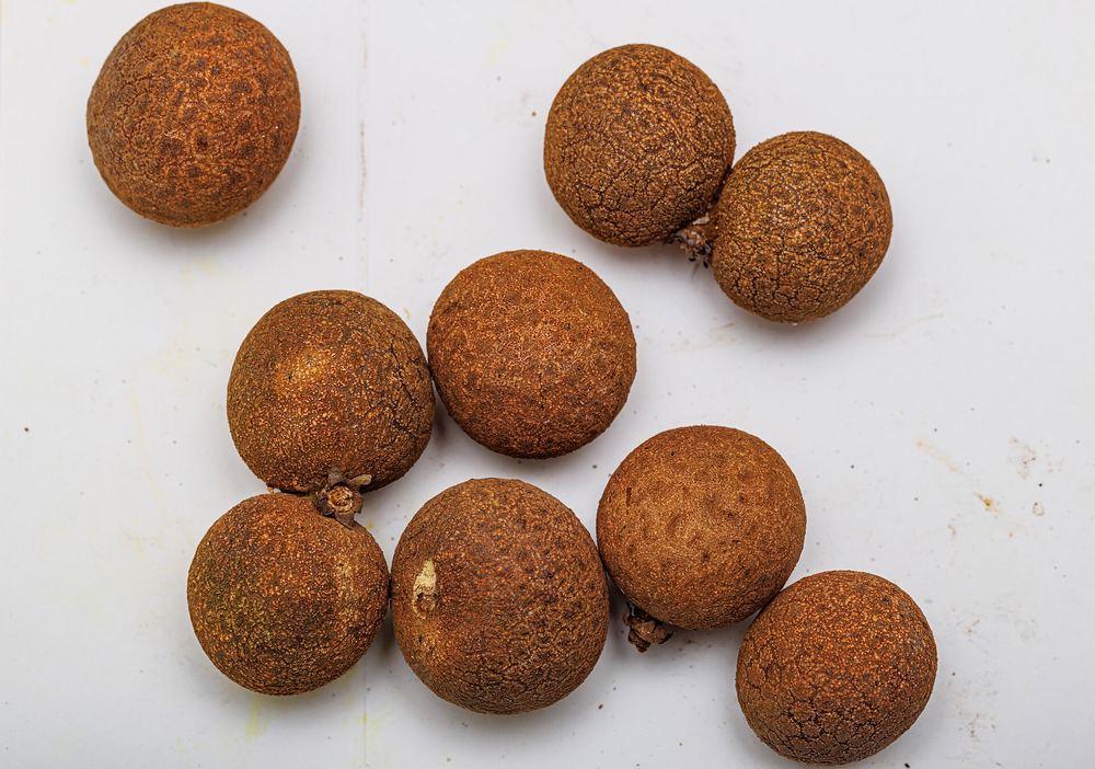 Kohala Longan (Dimocarpus longan 'Kohala')
