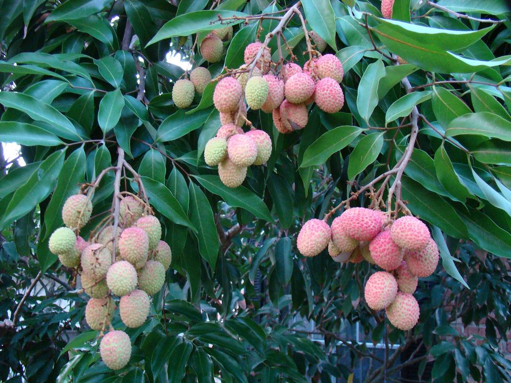 Mauritius Lychee (Litchi chinensis 'Mauritius')
