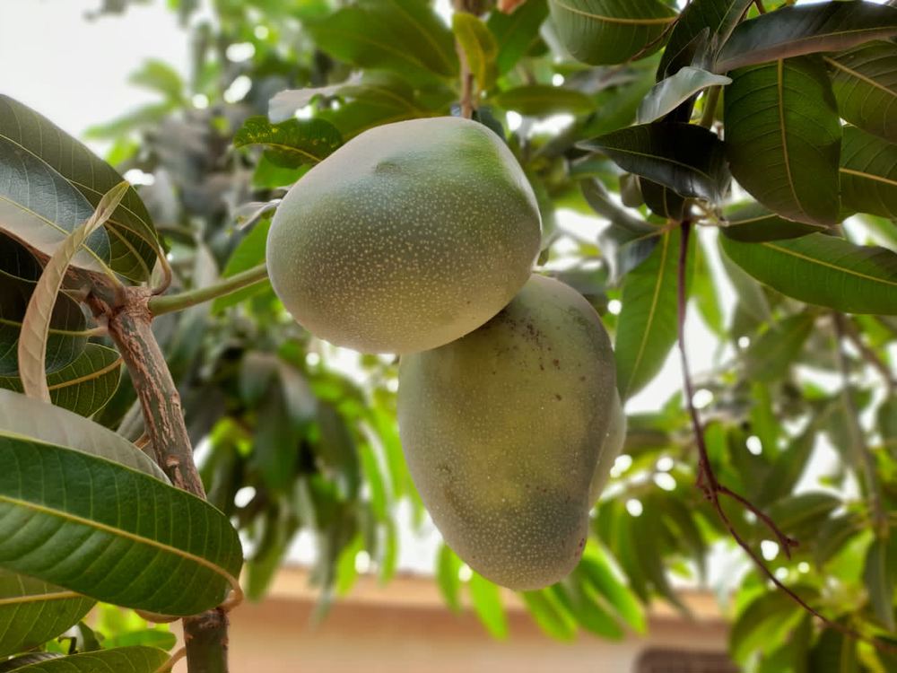 Glenn Mango (Mangifera indica 'Glenn')