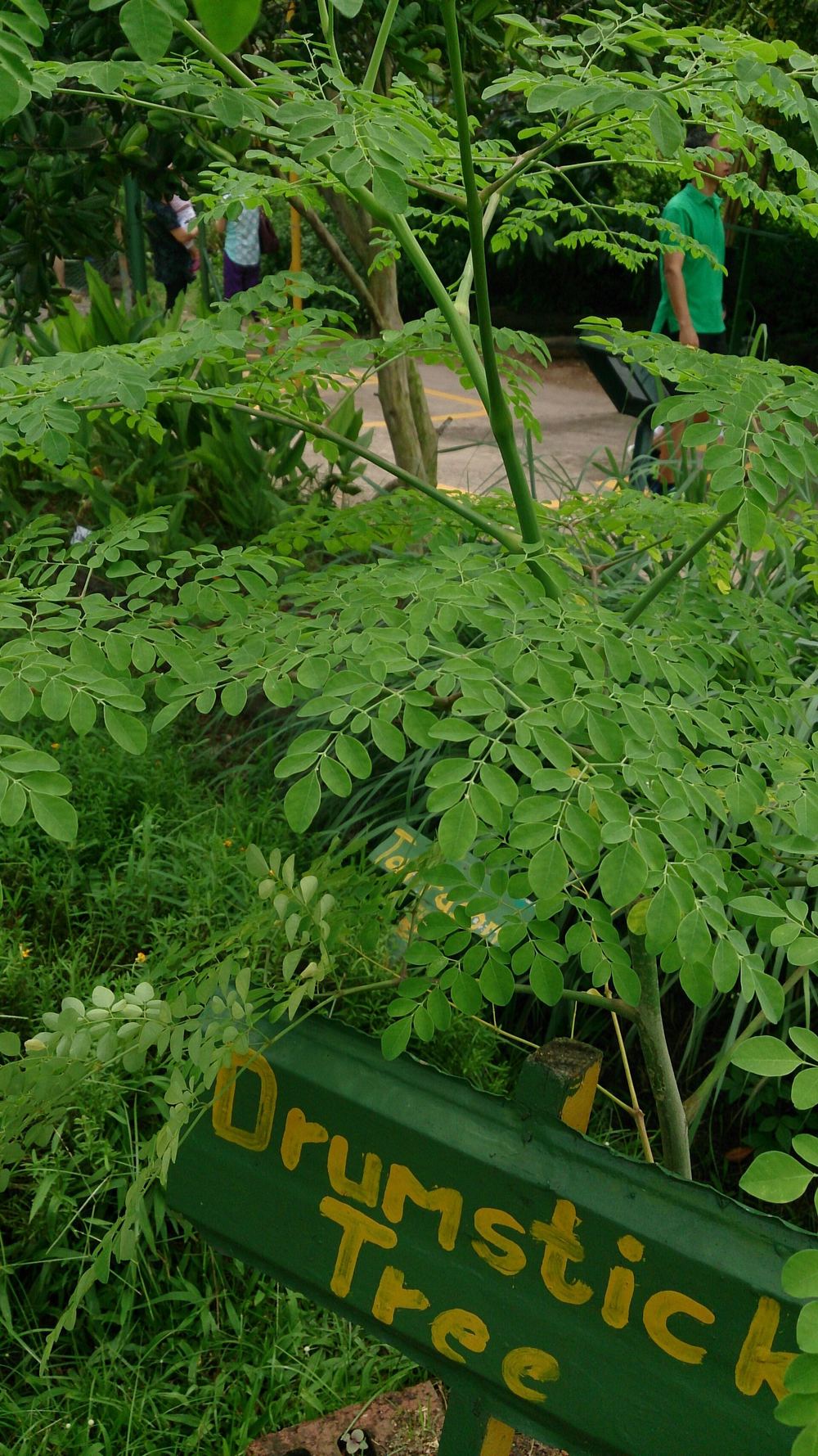 Moringa (Moringa oleifera)