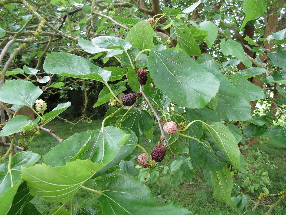 Dwarf Everbearing Mulberry (Morus nigra 'Dwarf Everbearing')