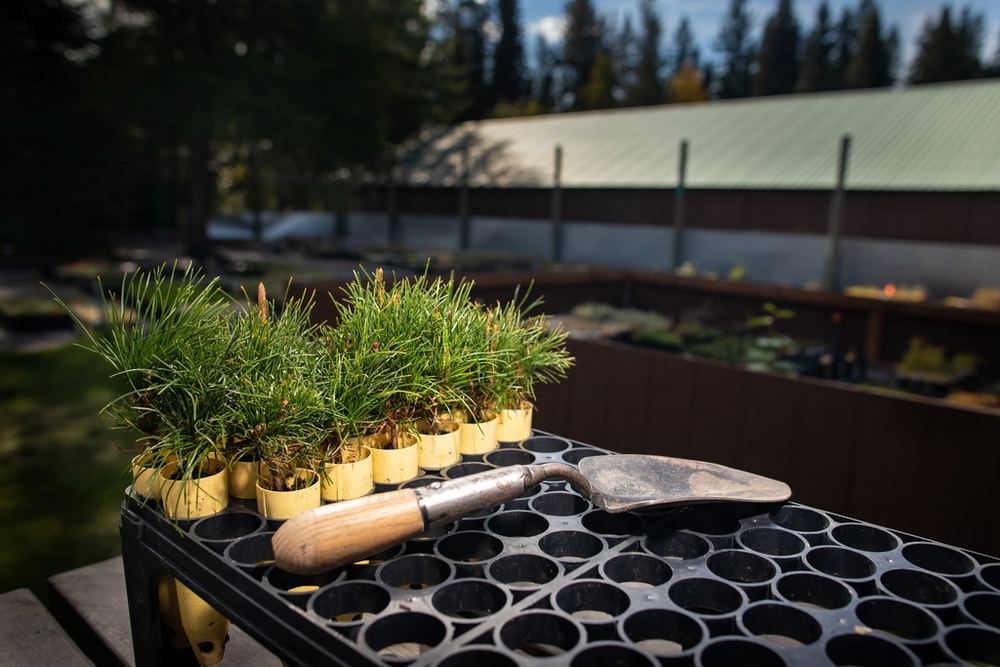 Potted nursery stock lined up ready for sale