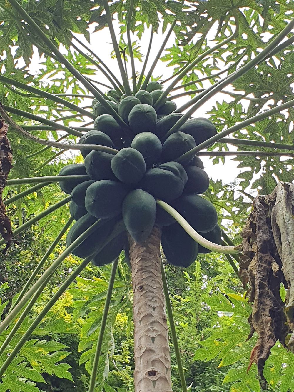 Red Lady Papaya (Carica papaya 'Red Lady')