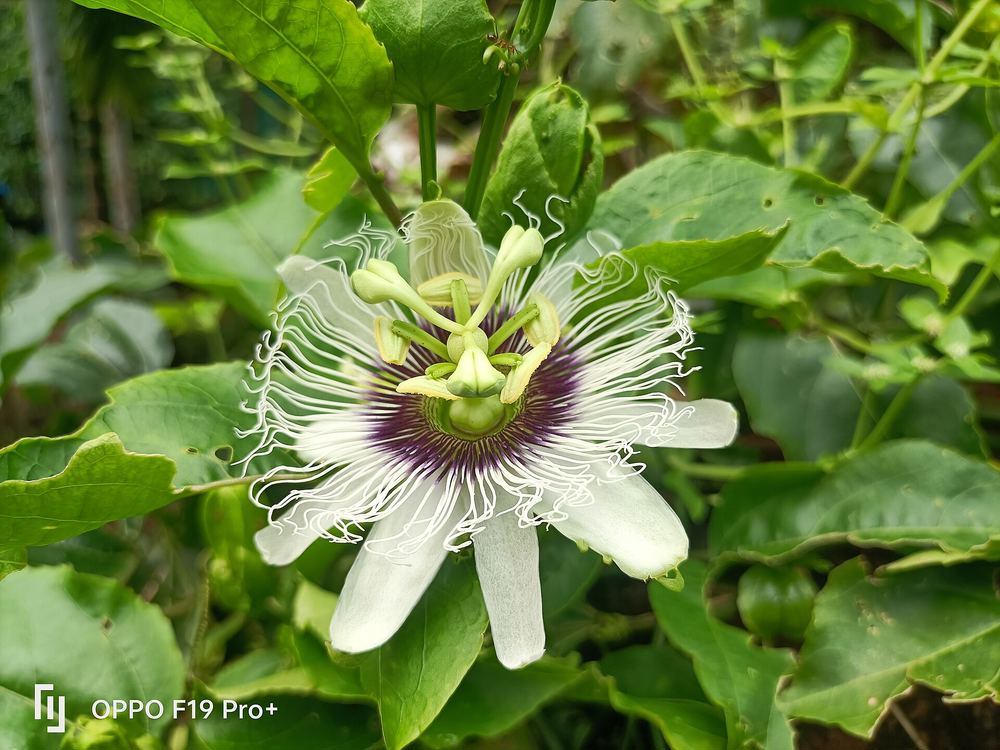 Possum Purple Passionfruit (Passiflora edulis 'Possum Purple')