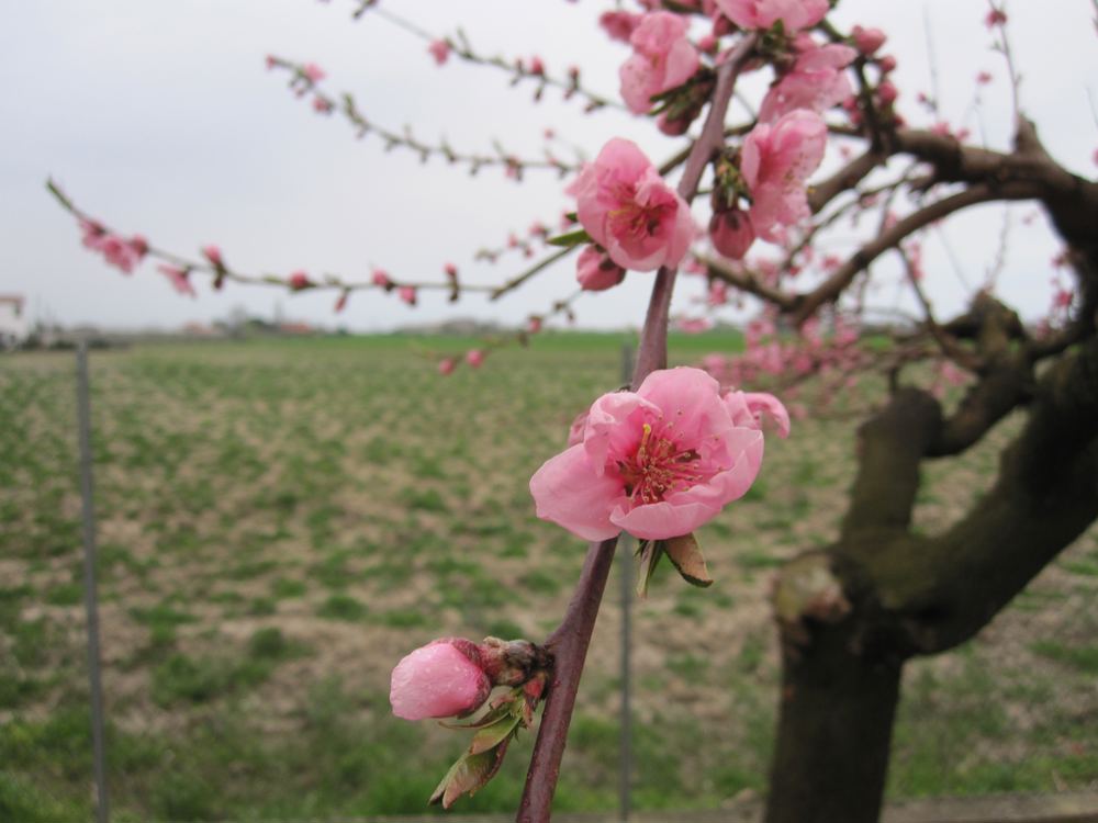 Florida Prince Peach (Prunus persica 'Florida Prince')