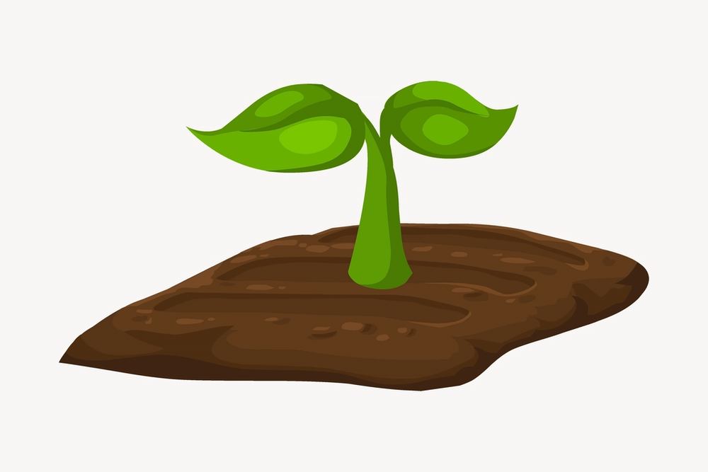 Planting a Fruit Tree in Sandy Soil