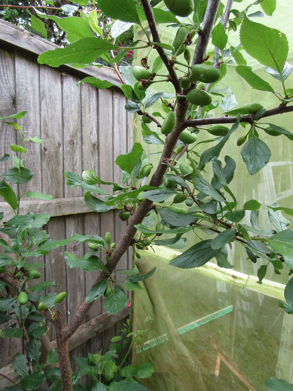 Gulf Ruby Plum (Prunus salicina 'Gulf Ruby')