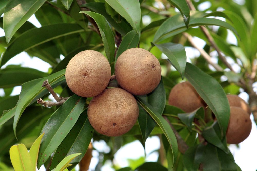 Alano Sapodilla (Manilkara zapota 'Alano')