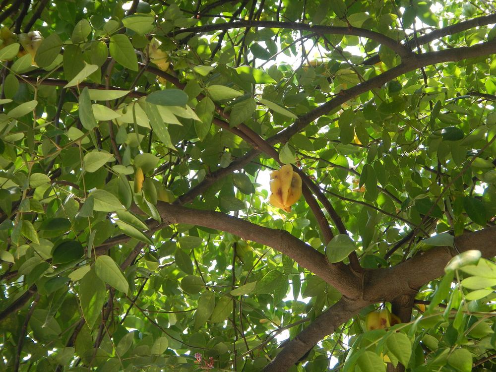 Kari Starfruit (Averrhoa carambola 'Kari')