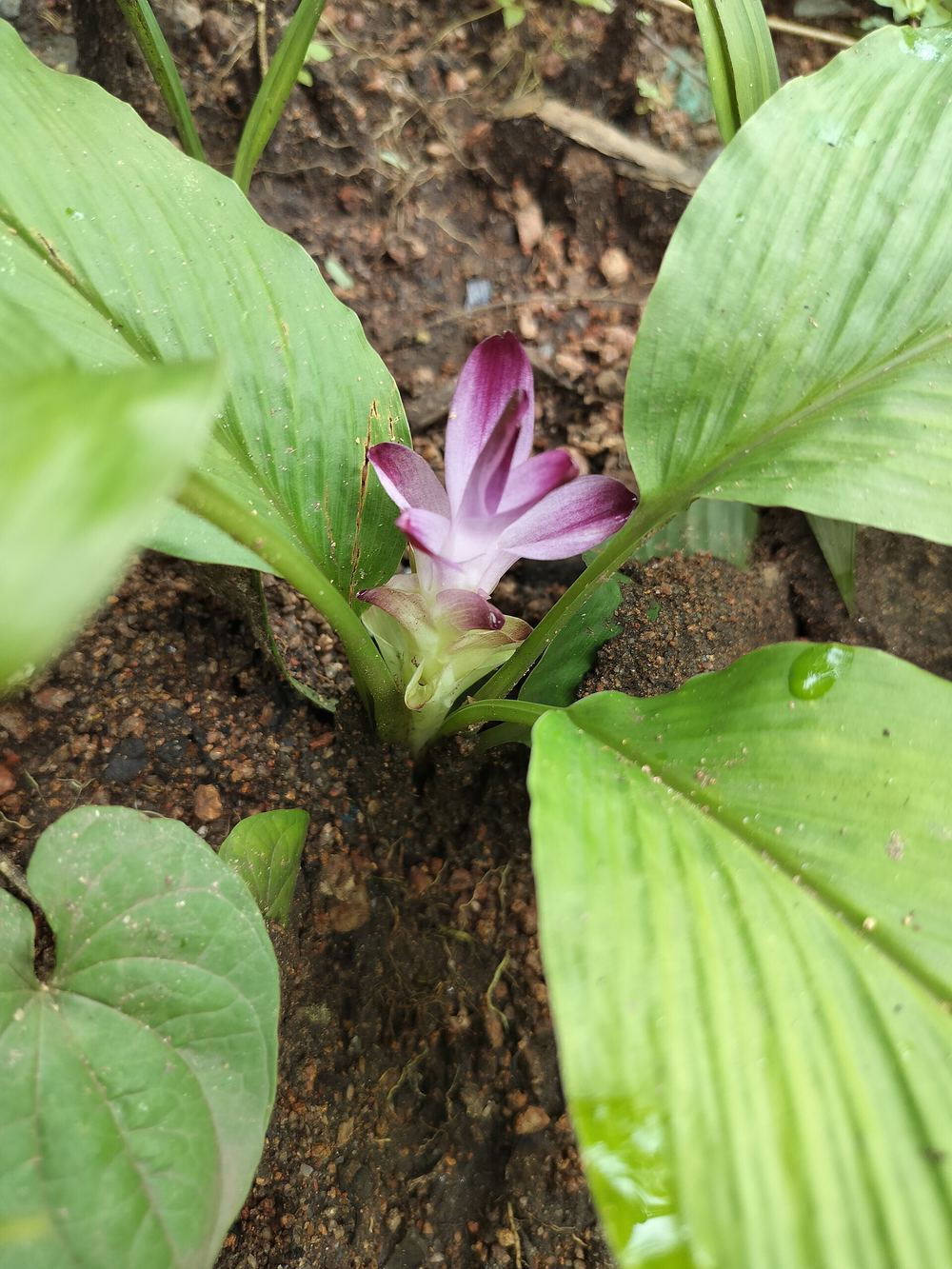 Turmeric (Curcuma longa)